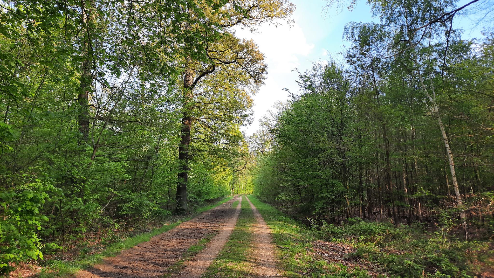 Waldbild