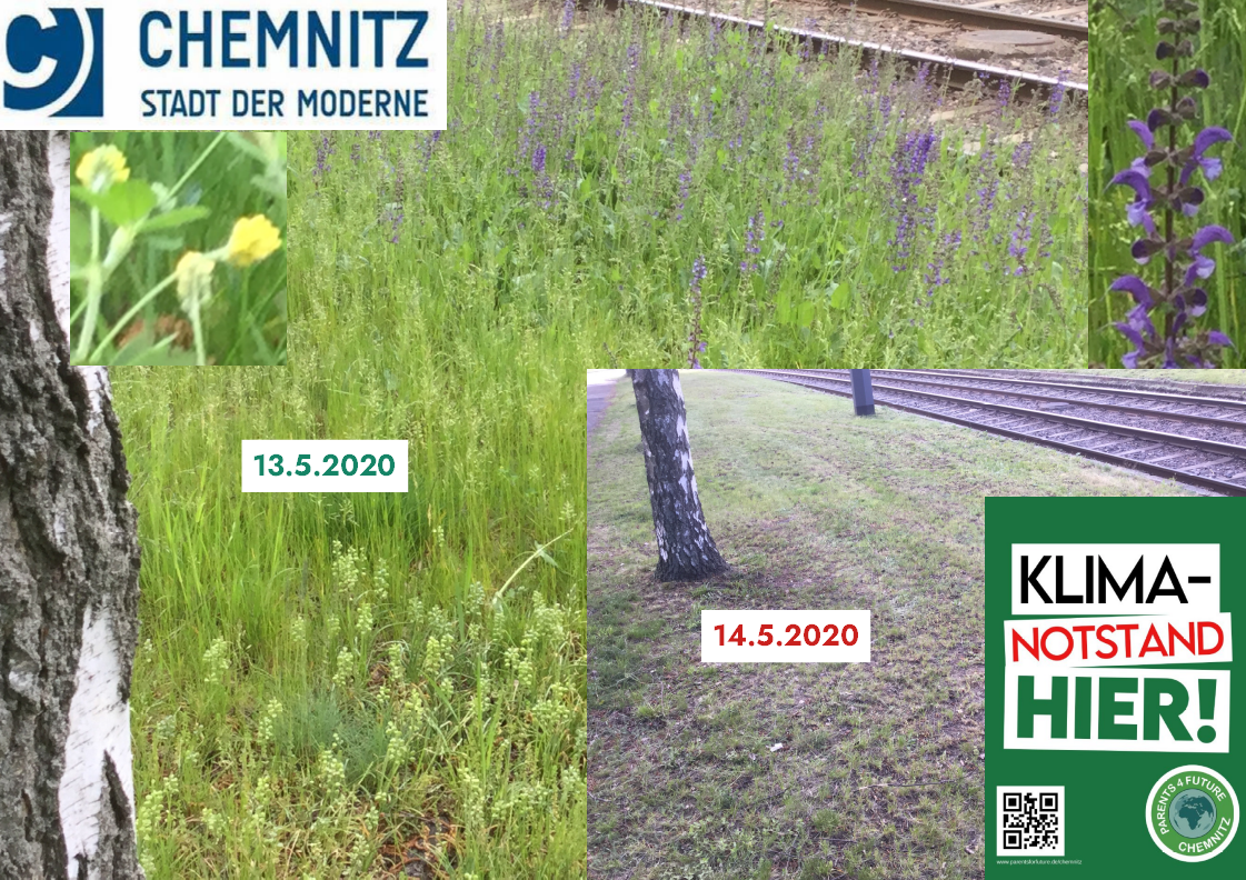 Blütenreiche Chemnitzer Wiese bis zum 13.5.2020, seit 14.5. durch Rasenmäher kurzgeschoren