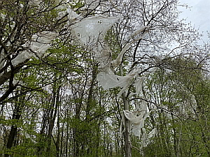 Folienreste, vom Wind in die Bäume getragen